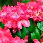 08b9cb33eac651f002c8640bc7d2fee3.jpg