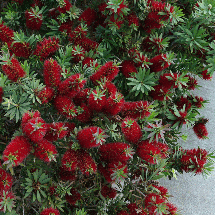 121368c75faa7f11033e7925b9929159.gif