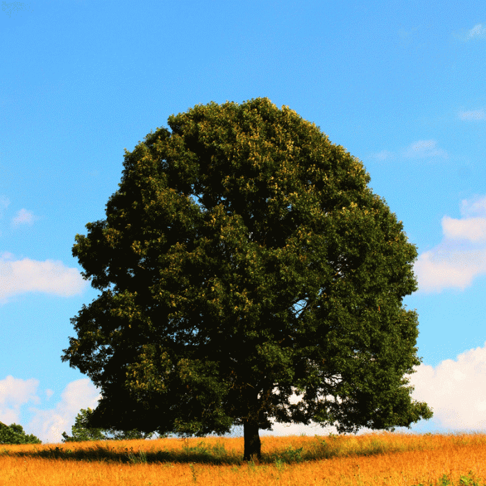 e40a6cb0f3791c83754317e86d51643b.gif