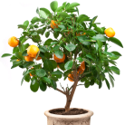 fc09a9695d3593ff90bcee83f48012cc.png