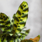 1c89c337914efe55cb18c88a56727260.gif